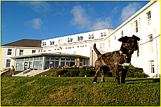 Cornwall Tourism Magazine - Doggy holidays in Cornwall - Polurrian Bay Hotel - Copyright - Ed Stone Web Design